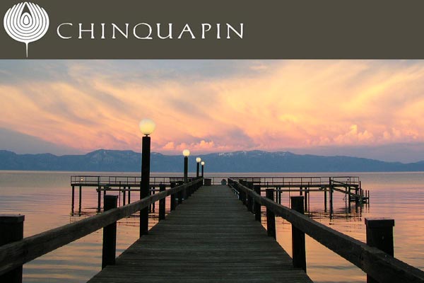 Chinquapin